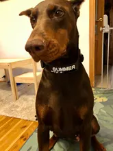 Necklace Name-Tags Dog-Collar KOMMILIFE Personalized For Dogs Nylon with Explosion-Proof