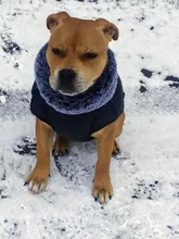 Pet-Dog-Clothes Clothing Walking-Harness Dogs Outdoor Waterproof Large Winter Medium