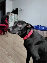 Collar Pet-Products Puppy Engraved French Bulldog Small Dogs Custom Personalized Pug