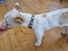 Collar de identificación de perro personalizado, nailon, placa de etiqueta grabado gratis para perros pequeños, medianos y grandes, Pitbull