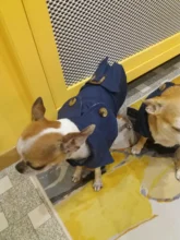 Coat Costumes Hoodies Jacket Puppy Dogs Small British-Style Winter Thicken for Cat-Clothing