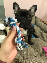 1 Uds mascotas suministros para mascotas perros perro cachorro de algodón perro nudo juguete Durable hueso trenzado cuerda 15CM divertido herramienta (Color al azar)