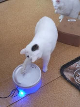 Fuente de Gato de 2L con luz azul, dispensador de agua automático alimentado por USB, alimentador de gatos, filtro de bebida para gatos y perros, proveedor de mascotas
