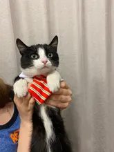 Pet Dog Cat Costume Christmas Antlers Hat Cloak Halloween Disguise Clothes For Cats Small