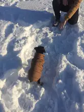 Abrigo de invierno para mascotas, ropa cálida para perros pequeños, abrigo de Navidad para perros grandes, chihuahua