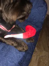 Dog Squeak Puppy-Toys Pets-Supplies Plush-Pipe Bulldog Chew Small-Dogs French for Yorkie