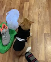 Hoodies Jacket Coat Puppy-Clothing Yorkie Small Dog Classic Chihuahua Pet-Dog for Autumn