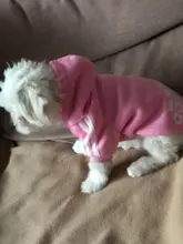 Adidog-ropa para perros pequeños, chaqueta con capucha deportiva de invierno, suéter de algodón suave abrigado puro, Chihuahua de peluche, ropa para cachorros