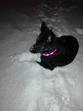 Pet-Supplies Leash Dog-Accessories Led-Collar Flashing Small Dog Night-Safety Rechargeable