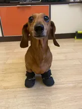 4 unidades/juego de zapatos de lluvia antideslizantes de Cachemira suave y cálida para mascotas, calzado suave a prueba de viento para perros y mascotas, zapatos impermeables antideslizantes