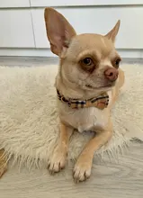 Dog Collar & Leash Set for Pet Dogs Cats Puppies Cute Bowtie Buckle Collar Adjustable