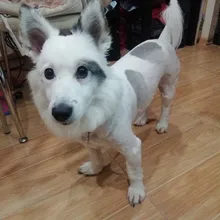 Shaver Hair-Trimmer Grooming-Clippers Electric-Scissors Professional Dogs Animal Rechargeable