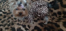 Abrigo con tutú y estampado de leopardo para perros y cachorros ropa de invierno con capucha, chaqueta reversible para perros pequeños