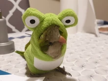 Outfit Costume Flying-Suit Pet-Bird-Accessories Birds Frog-Shaped Parrots Plush C42 Hat