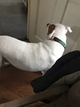 Collar de nailon para perro, personalizado con placa de etiqueta de identificación grabada para mascota, reflectante, perros pequeños, medianos y grandes