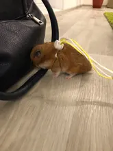 1,4 m 2,0 m ajustable correa de hámster arnés cuerda jerbo de algodón cuerda arnés Collar de guiar por rata ratón mascota hámster correa de jaula