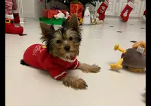 Menstruation Underwear Panties Jumpsuit Diaper Dog-Shorts Pet-Physiological Sanitary