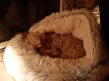 Cat-Nest Basket Kennel Semi-Enclosed Cats Bed Plush-Bed Round Comfort Soft Deep-Sleep