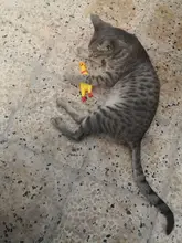 Toy Dog-Toys Duck-Pig Molar Squeak Sound Chew Plush Durability Funny Elephant Fleece