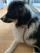 Rope-Belt Pet-Products Dog-Harness Dog-Lead-Leash Lightweight Nylon Training Walking