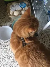 Pet-Harness-Belt Traction Cats-Products Dog-Collar Reflective Nylon Kitten Adjustable