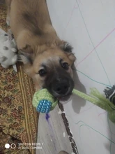 Toy Rope Dog-Toys Pet-Puppy Bite-Resistant Dogs Teeth-Cleaning Interactive Chien Chew-Ball