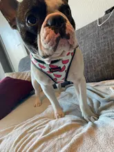 Arnés de nailon para perros y gatos, chaleco con estampado para cachorros de tamaño pequeño y medio, Bulldog Francés y Chihuahua