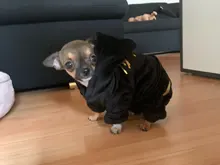 Coat Jumpsuit Clothing Puppy-Fleece Hoodie Apparel Pet-Dog Winter New Warm Velvet