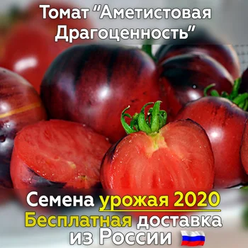

Tomato seeds amethyst jewel for planting fresh crop, tested grade. Best vegetables for you!