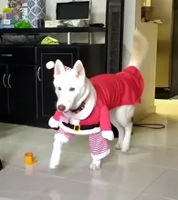 Costume Cat Jacket Christmas Dogs Small Santa-Claus Winter Large for Funny Dog-Coat Warm