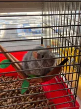 Hamster Hammock Cage House Soft Toys Leaf-Tunnel Warm Small Nest Pet-Toy Forest Ropeway