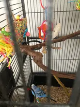 Juego de juguetes para pájaros, Set de 3 unidades por lote para trituradora de loros, jaula colgante variada de forrajeo, estante para masticar pájaros, juguetes para mascotas, juguete para loros molares