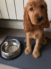 Mantel Individual impermeable para mascotas, esterilla para comida de Mascota, esterilla de alimentación para perros y gatos, almohadilla de tazón de la mejor mascota, previene el desbordamiento de alimentos y agua de silicona