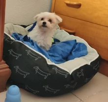 Cama para perros grandes y gatos, productos para mascotas, esterilla, banco, sofá, suministros, accesorios, para casa, cachorros, py0103