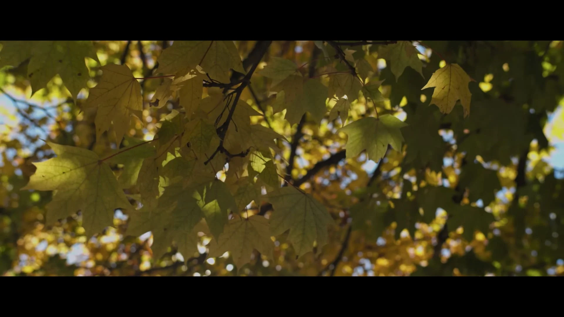 SLR 매직 마이크로프라임 시네 렌즈, 망원 시네마 앰프 프라임 렌즈, 수동 초점, M43 MFT용, 35mm T1.5