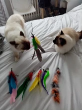 11 PCS Replacement Cat Feather Toy Set, Cat Feather Teaser Wand Toy for Kitten Cat Having