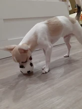 63mm deporte de baloncesto de fútbol voleibol perro masticar morder entrenamiento pelota de juguete