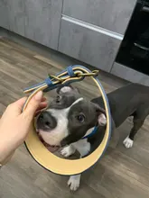 Dog-Collar Bulldog German Shepherd Wide-Leather Padded Pet-Dog Perro Soft for Medium