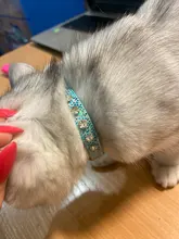 Strap Cat-Collar Kitten-Accessories Puppy Rhinestone Shining SUPREPET Diamond Dog 