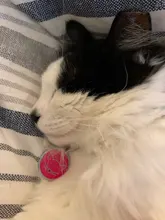 Tag-Pendant-Collar Name-Plate-Accessories Cats Custom Kitten Round Pink Engraved Cat-Id-Tag