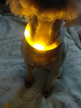 Pet-Supplies Leash Dog-Accessories Led-Collar Flashing Small Dog Night-Safety Rechargeable