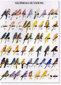 

POSTERS and LAMINAS mutations of PERIQUITOS