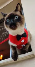 Elegante pajarita arnés tipo chaleco para perro con correa ajustable, Gato conjunto de Correa y arnés lindo arco nudo esmoquin para gatos gatito cachorro