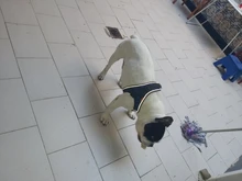 Arnés de perrito arneses de perro mascota reflectante para perros Bulldog francés Chihuahua ajustable perro de Seguridad entrenamiento chaleco para andar sin tirones
