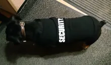 Estampado bonito verano mascotas camiseta perro ropa chaleco para gatos mascota camiseta T Shirt de algodón perro trajes de vestir ropa de perro para perros pequeños