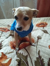 Camiseta de Carlino para mascotas pequeñas, disfraces de perros Yorkshire Terrier, Chalecos para perros y gatos, Chihuahua, Bulldog francés