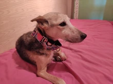 Personalized Fabric Super Strong Durable Martingale Collars for Dogs Heavy Duty Duty