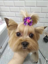 Rubber-Bands Grooming-Supplies Pet-Hair-Bows Dog-Bow Diamond Various-Style Wholesale