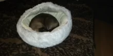 Cat Cave Nest Bed Dog-Bed Donut-Cozy Plush Medium Hooded Puppies Warm Small Soft 