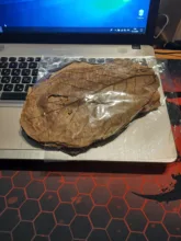 10pcs high quality Natural Terminalia Catappa Leaves,Indian almond Lour tree Olive leaf